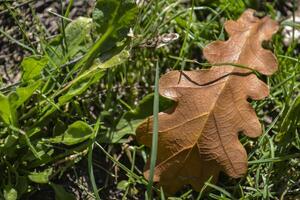 The fallen leaves of oak tree on the ground. photo