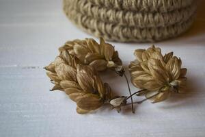 Dried hops cone close up. photo