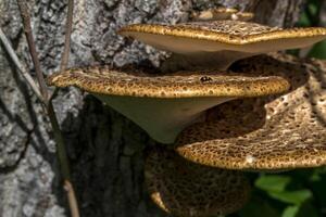 The poisonous mushrooms on trunk of tree. photo
