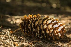 The fir-cones on the ground. Close up. Christmas decoration. photo