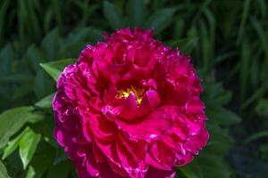 Beautiful blooming crimson peony. Macro shot. photo