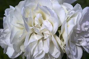 White roses background. photo