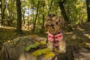 Yorkshire terrier in the park at autumn. Cute dog outdoor. photo