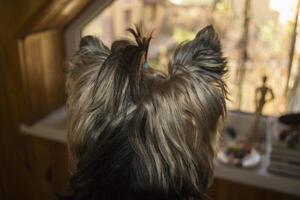 Head shot of yorkshire terrier which looking at window. photo