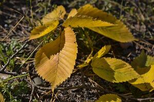 The beautiful autumn leaves. photo