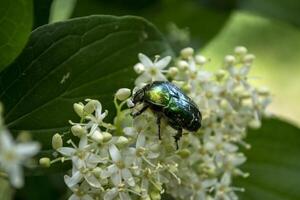 el escarabajo en un floreciente rama. cerca arriba. foto