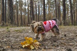 The cheerful yorkshire terrier playing with fallen leaves in the forest. photo