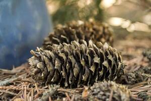 The fir-cones on the ground. Close up. Christmas decoration. photo