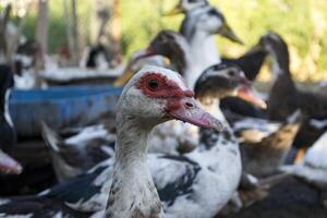 The birds farm. photo