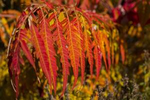 Red leaves pattern. Red natural texture. photo