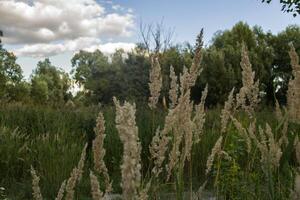 The bulrush close up. photo