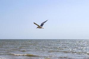 The gull is flying, against a seascape background. photo