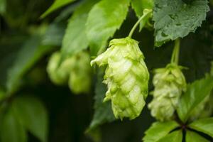 Fresh cones of hop on the bushes. The hops field. photo