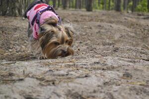 The cute yorkshire terrier walking in the forest. photo