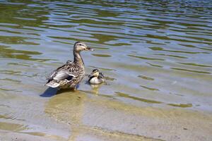 The duck with ducklings in the pond. photo