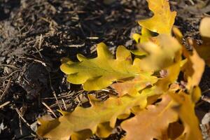 The yellow leaves of an oak tree. Fallen leaves. Oak leaves on the ground. photo