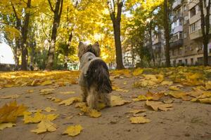 Yorkshire terrier in the park at autumn. Cute dog outdoor. photo