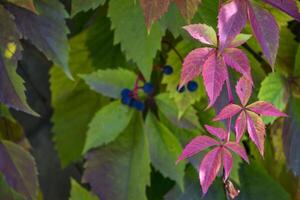 Colorful autumn leaves. Natural autumn pattern. photo