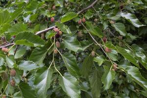 The branches of ripe mulberry. Close up. photo