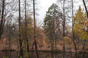 Autumn in the forest. photo