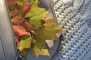 A bag with beautiful fallen leaves and knitted scarf. Autumn vibes. photo