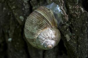 Snail shell on the trunk of tree. photo