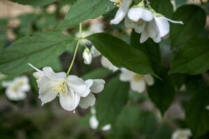 Blooming jasmine in June photo