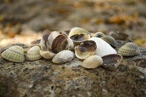 Mollusk shells. Seashells background. Texture of seashells, close up. photo