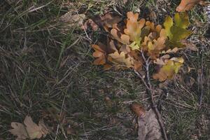 The fallen leaves of oak tree on the ground. photo