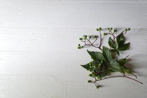 Green leaves of wild grape on a white wooden background. photo