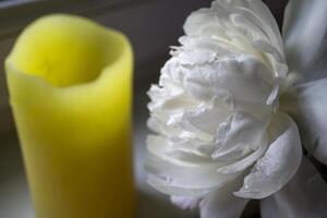 Opening white peony near yellow candle. Macro shot. photo