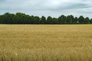 trigo campo a verano. foto