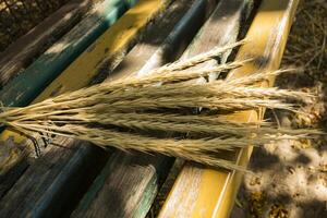 The spikelets on a bench. photo