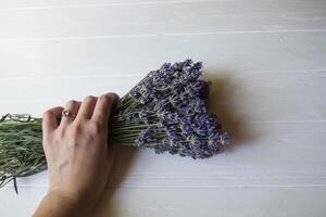 Woman's hand touching lavender flowers. photo