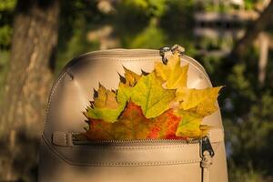 A bag with beautiful fallen leaves and knitted scarf. Autumn vibes. photo