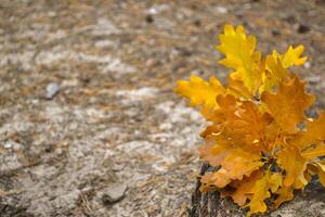 The yellow leaves of an oak tree. Fallen leaves. Oak leaves on the ground. photo