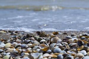 The seashells on the sand of the coast. Close up. photo