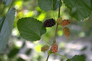 The branches of ripe mulberry. Close up. photo