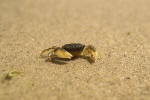 The crabs on a sand. Macro shot. photo