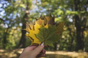 Woman holding the colorful autumn leaves. A bouquet of fallen leaves. Autumn vibes. photo