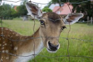 A young deer behind bars. Close up. photo