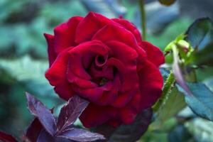 Red rose macro shot. photo