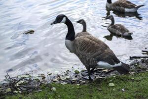 canadiense gansos familia por el lago en el bosque foto