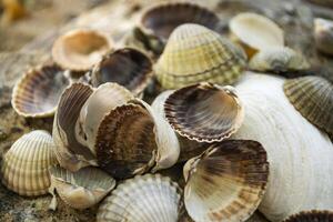 Mollusk shells. Seashells background. Texture of seashells, close up. photo