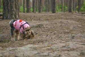 The cute yorkshire terrier walking in the forest. photo