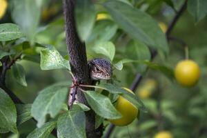 The lizard sitting on the branch of tree. photo