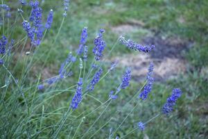 Blooming lavender in the garden. Macro shot. photo