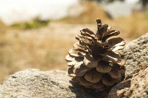 The pinecone on the stone. Macro shot. photo