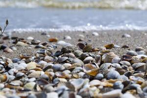 The seashells on the sand of the coast. Close up. photo