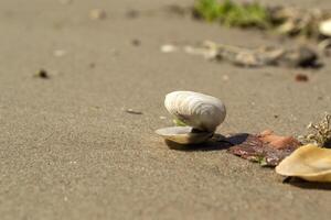 Opened seashell on the sand of the coast. Macro shot. photo